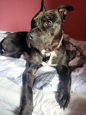 Carys Rees Dog - Mowgli