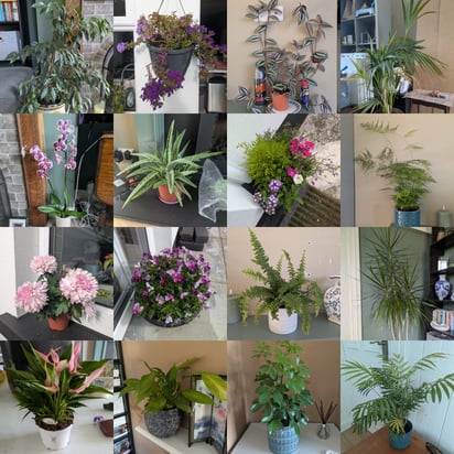 John - Plants